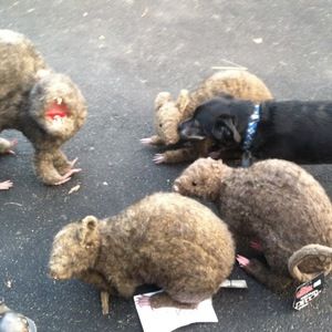 Meet your Posher, Barbara